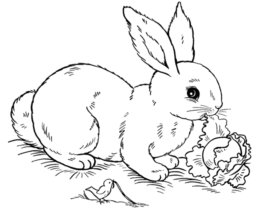 25 Bunny Coloring Pages Free Printable Free Coloring Pages 866x700 25 Bunny Coloring Pages Free Printable Free Coloring Pages