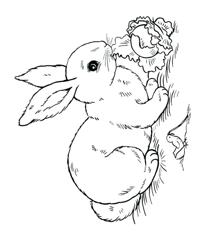 Rabbit Coloring Pages Free Printable Printable Rabbits Coloring 670x820 Rabbit Coloring Pages Free Printable Printable Rabbits Coloring