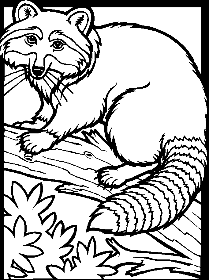 683x913 23 Raccoon Coloring Page Selection Free Coloring Pages