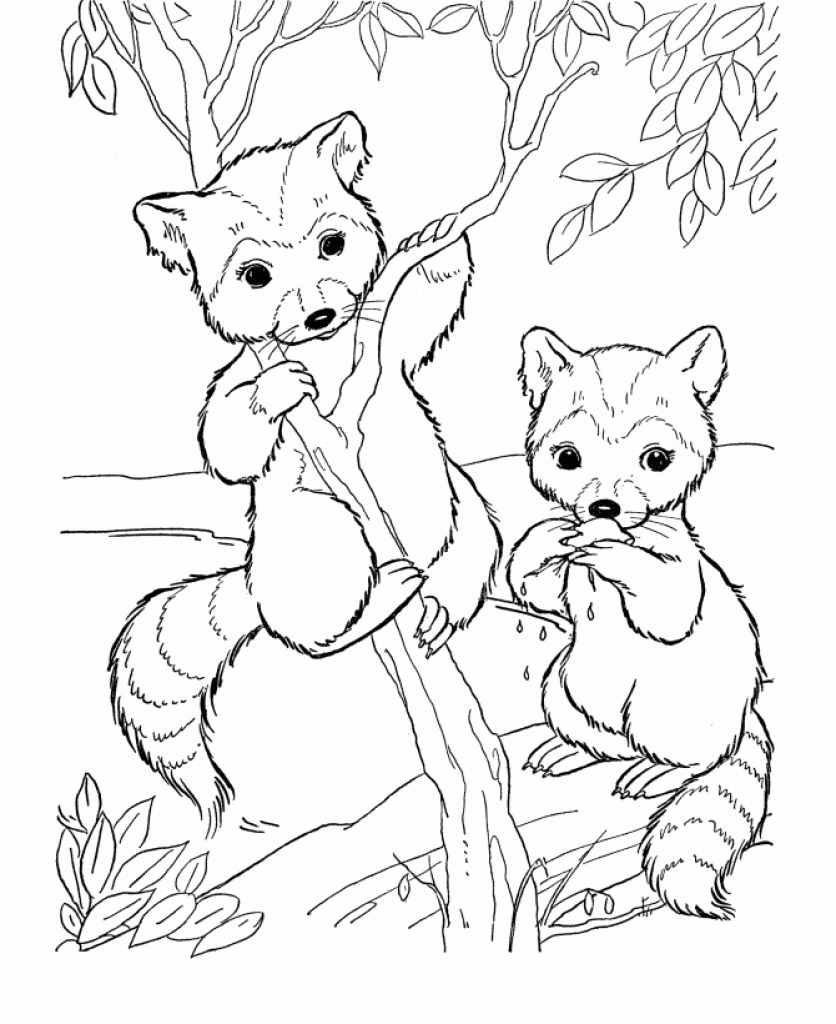 836x1024 Best Of Raccoon Coloring Page Gallery Printable Coloring Sheet