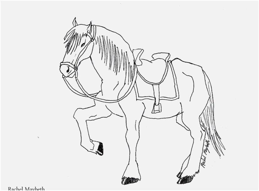 827x609 Pegasus Coloring Pages Footage Rachel Maybeth Free Horse Unicorn