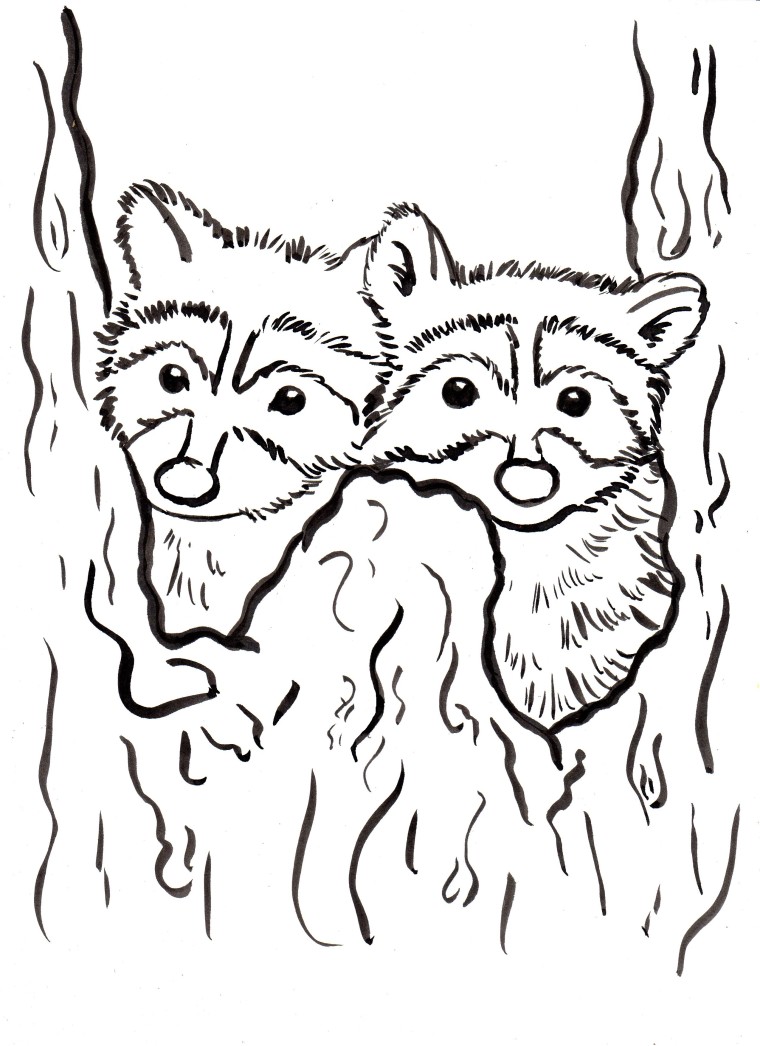 Raccoon Coloring Page 760x1046 Raccoon Coloring Page