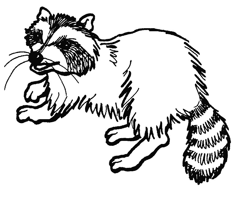 Raccoon Coloring Pages 768x666 Raccoon Coloring Pages