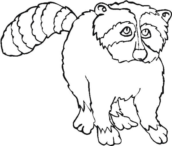 Sad Raccoon Coloring Page 600x511 Sad Raccoon Coloring Page