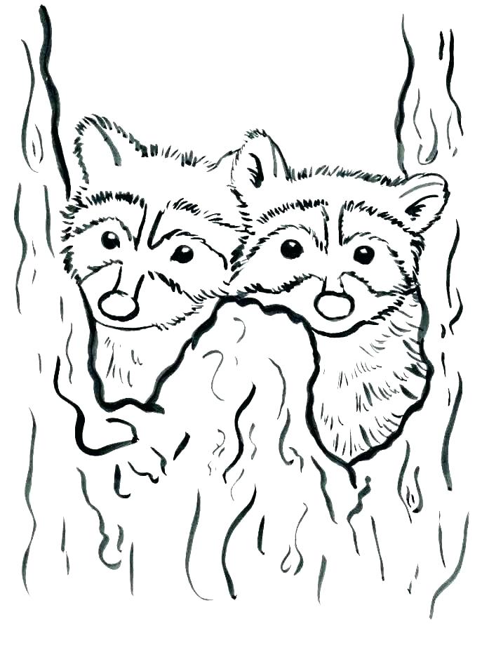 Racoon Coloring Page Everychat.co 687x946 Racoon Coloring Page Everychat.co