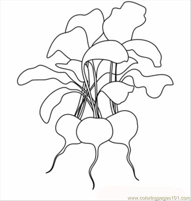 650x682 Radishes T Coloring Page