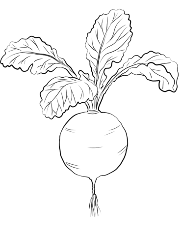 Red Radish Coloring Page Coloring Pics Printable 371x480 Red Radish Coloring Page Coloring Pics Printable