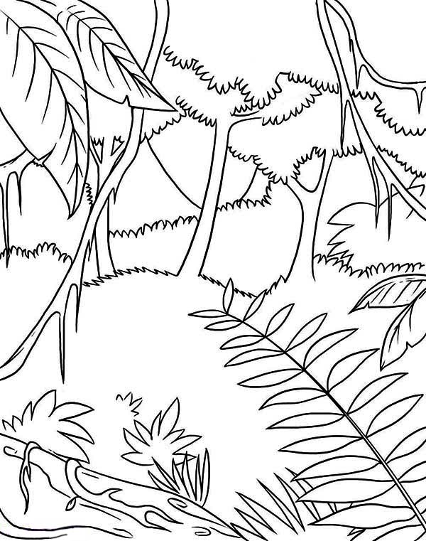 Rain Forest Coloring Pages