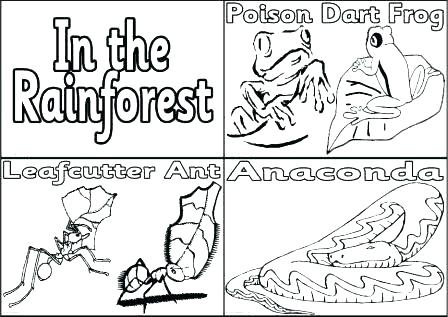 448x317 Rainforest Coloring Page Amazon Coloring Pages By Rainforest