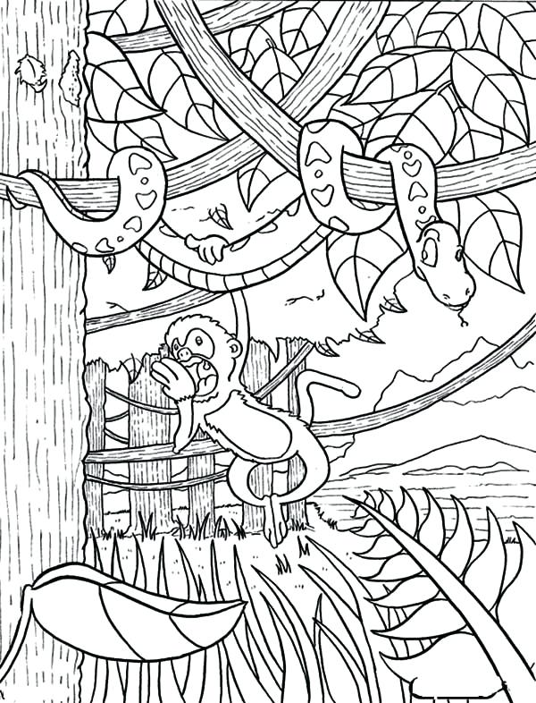 600x786 Tropical Rainforest Coloring Pages Monkey Hanging On Snake