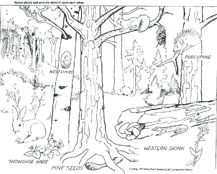 Rain Forest Coloring Pages at GetColorings.com | Free printable