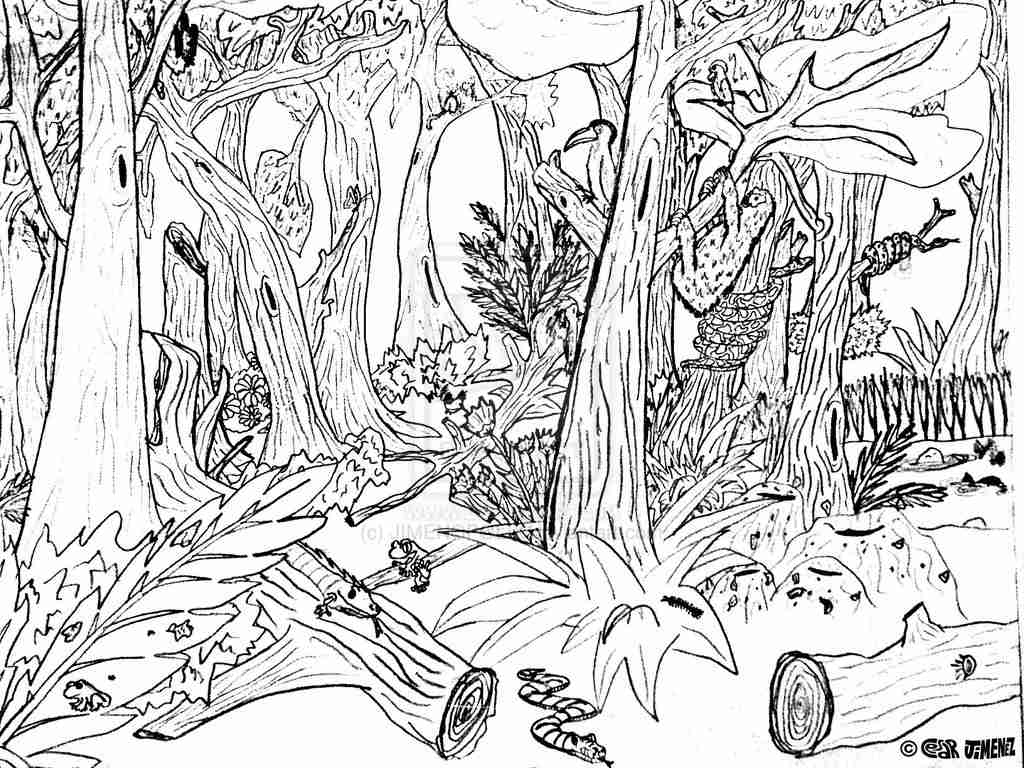1024x768 Free Printable Rainforest Coloring Pages Az Remarkable Color Page