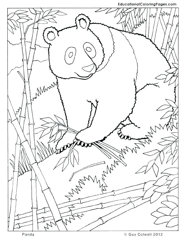 612x792 Forest Animals Coloring Pages As Well As Forest Animals Coloring