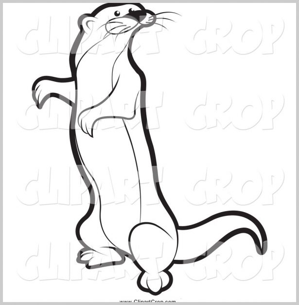615x627 Rainforest Animals Coloring Pages 246519 Mongoose Drawing