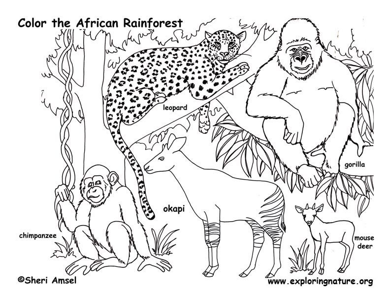 792x612 Rainforest Animals Coloring Pages For Kids