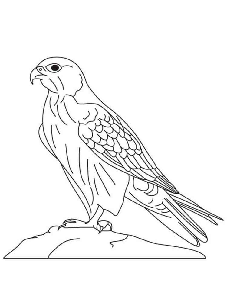 Falcons Coloring Pages. Download And Print Falcons Coloring Pages 750x1000 Falcons Coloring Pages. Download And Print Falcons Coloring Pages