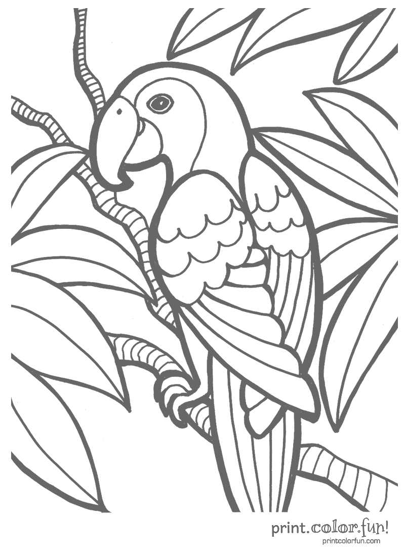 Fresh Tropical Birds Colouring Pages Free Coloring Pages Download 800x1100 Fresh Tropical Birds Colouring Pages Free Coloring Pages Download