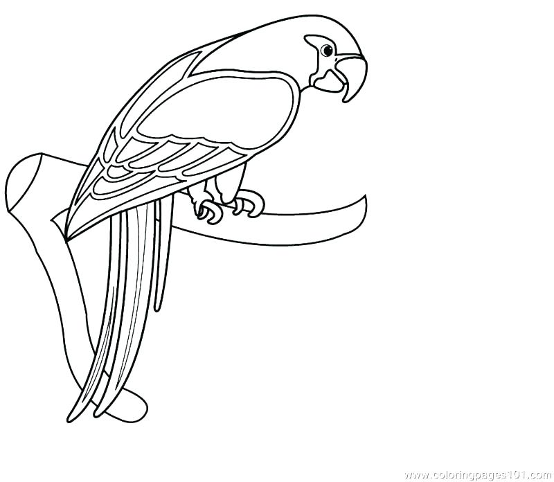 Parrot Coloring Pages Coloring Pages Of Parrots Parrot Coloring 800x696 Parrot Coloring Pages Coloring Pages Of Parrots Parrot Coloring