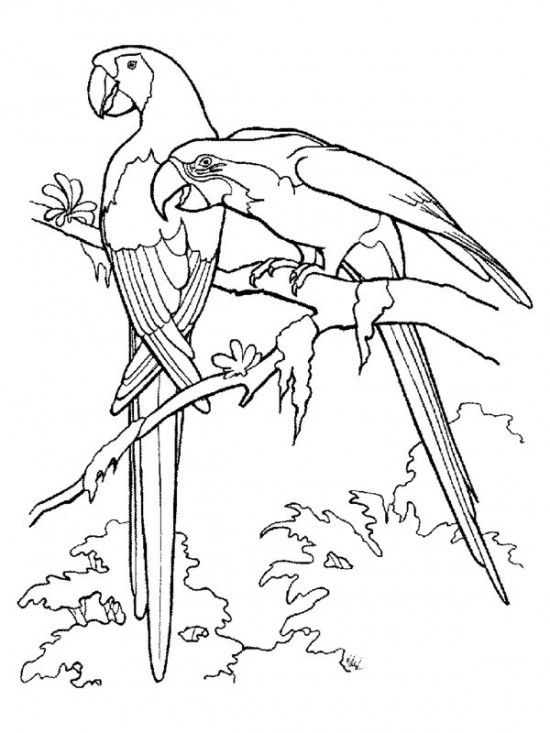 Rainforest Birds Coloring Pages Picture 2 Painting Art 550x733 Rainforest Birds Coloring Pages Picture 2 Painting Art