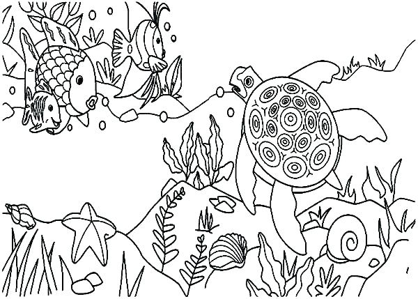 Temperate Rainforest Coloring Pages 600x429 Temperate Rainforest Coloring Pages