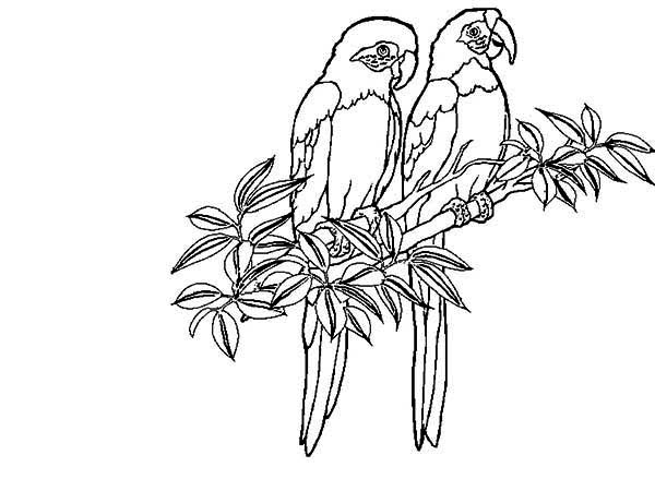 Two Rainforest Bird Coloring Page 600x450 Two Rainforest Bird Coloring Page