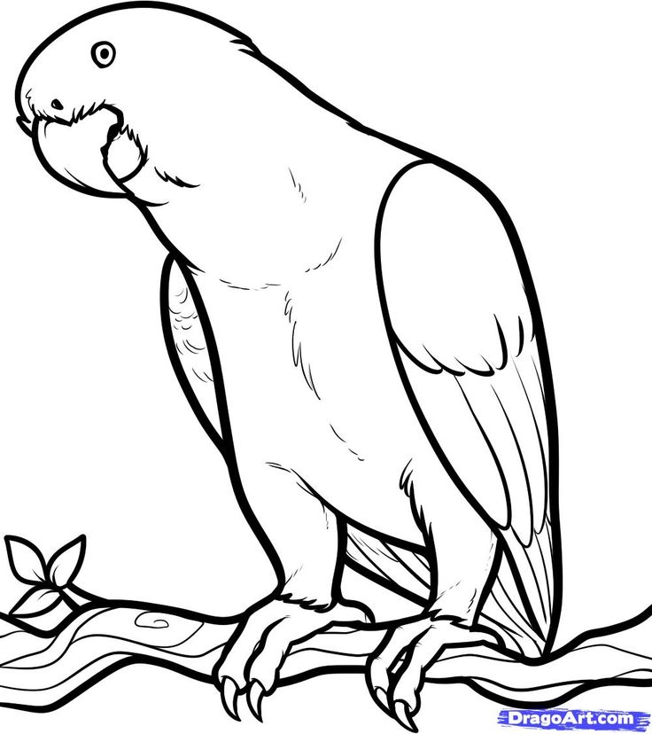Birds Of Africa Coloring Pages Download And Print For Free 736x828 Birds Of Africa Coloring Pages Download And Print For Free