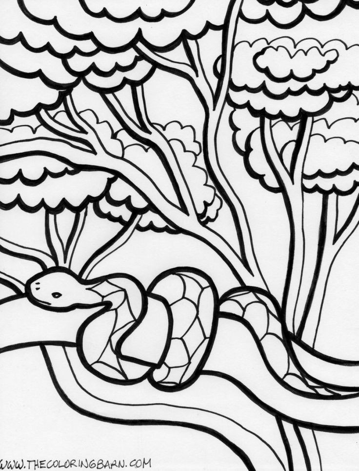 736x964 Jungle Coloring Pages Unique 20 Inspirational Rainforest Coloring