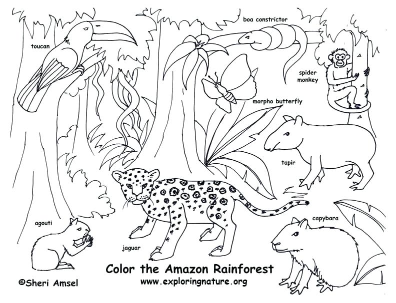 Rainforest Color Pictures Rainforest Amazon Coloring Page 792x607 Rainforest Color Pictures Rainforest Amazon Coloring Page