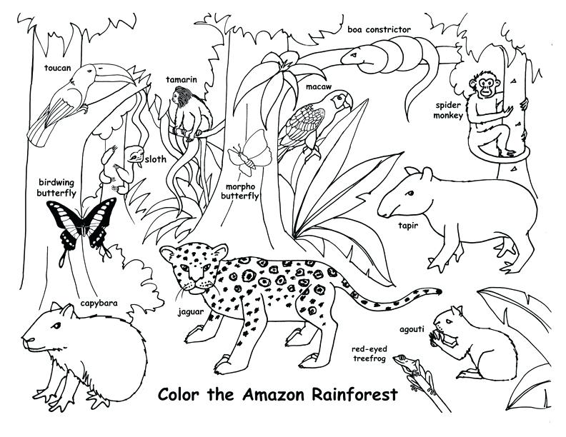 Rainforest Coloring Page Amazing Animals Coloring Page Rainforest 792x612 Rainforest Coloring Page Amazing Animals Coloring Page Rainforest
