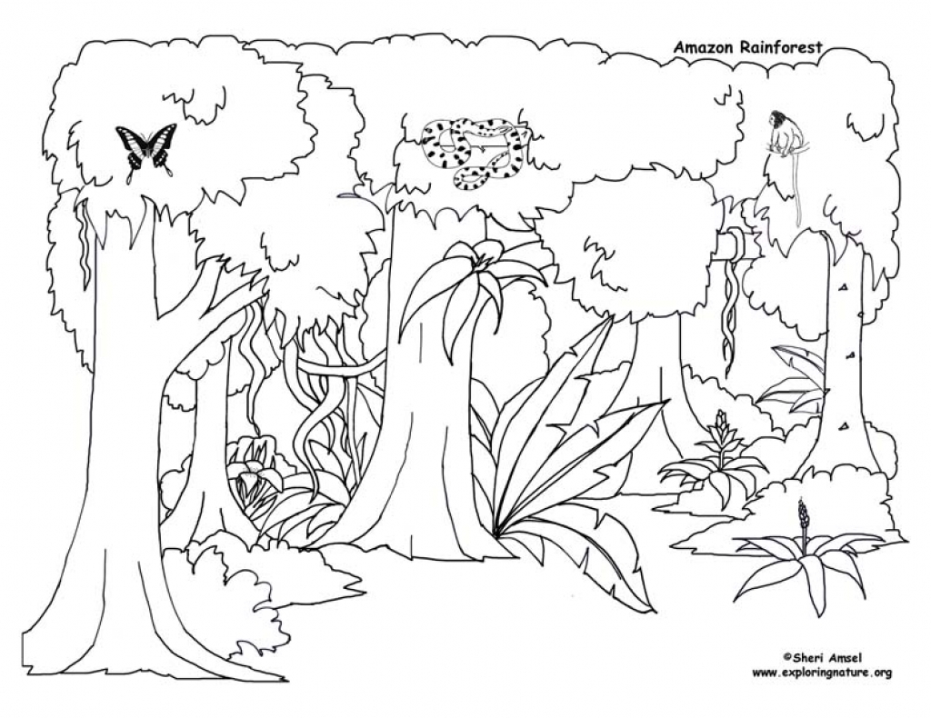 Bargain Tropical Rainforest Coloring Page Pages New To Print 1024x790 Bargain Tropical Rainforest Coloring Page Pages New To Print