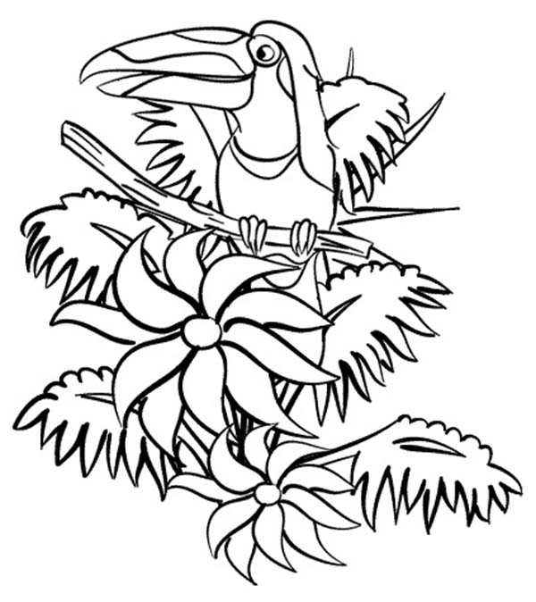 600x674 Beautiful Hornbill Rainforest Coloring Page