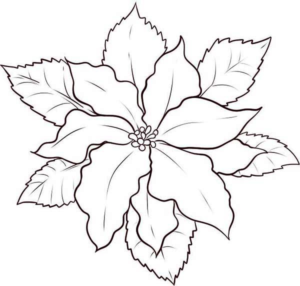 How To Make Poinsettia Flower Sketch Coloring Page 600x572 How To Make Poinsettia Flower Sketch Coloring Page