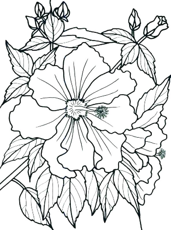 Rainforest Flowers Coloring Pages 594x800 Rainforest Flowers Coloring Pages