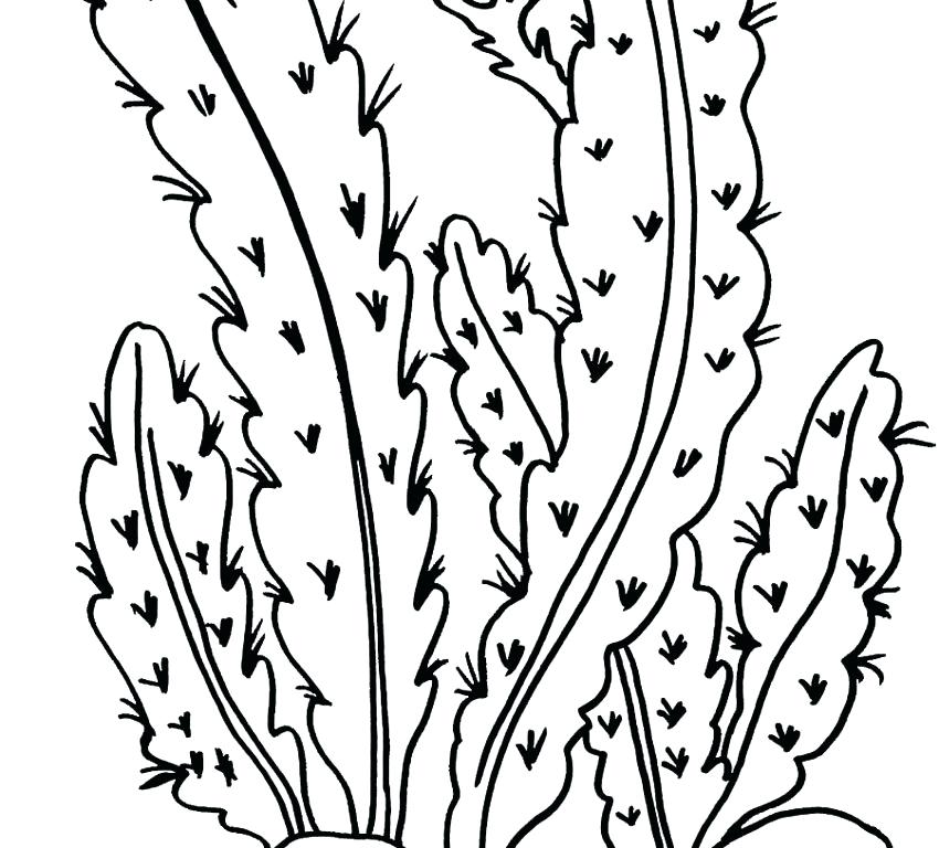 Coloring Pages Of Plants Plants Coloring Pages Coloring Pages 850x768 Coloring Pages Of Plants Plants Coloring Pages Coloring Pages
