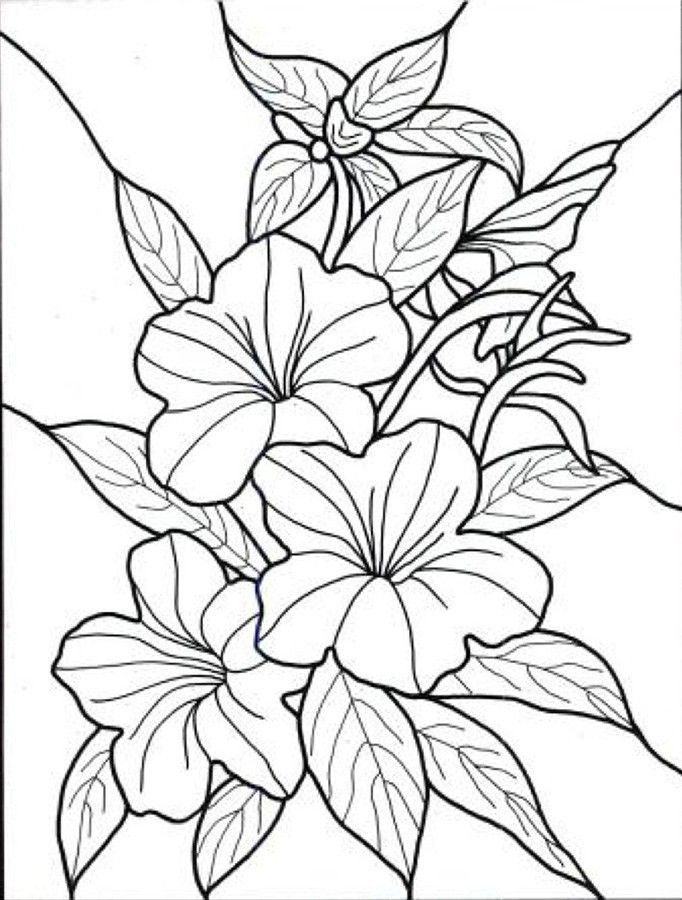 Coloring Pages Printables Flowers 682x900 Coloring Pages Printables Flowers
