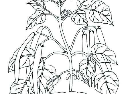 Plants Coloring Pages Tropical Rainforest Plants Coloring Pages 440x330 Plants Coloring Pages Tropical Rainforest Plants Coloring Pages