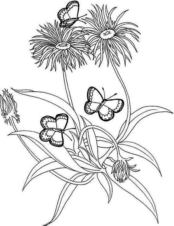 Rainforest Butterfly And Flower Coloring Page 600x779 Rainforest Butterfly And Flower Coloring Page