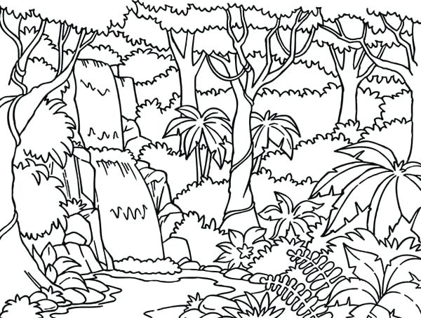 Rainforest Plants Coloring Pages Explore Activities Plants 600x453 Rainforest Plants Coloring Pages Explore Activities Plants