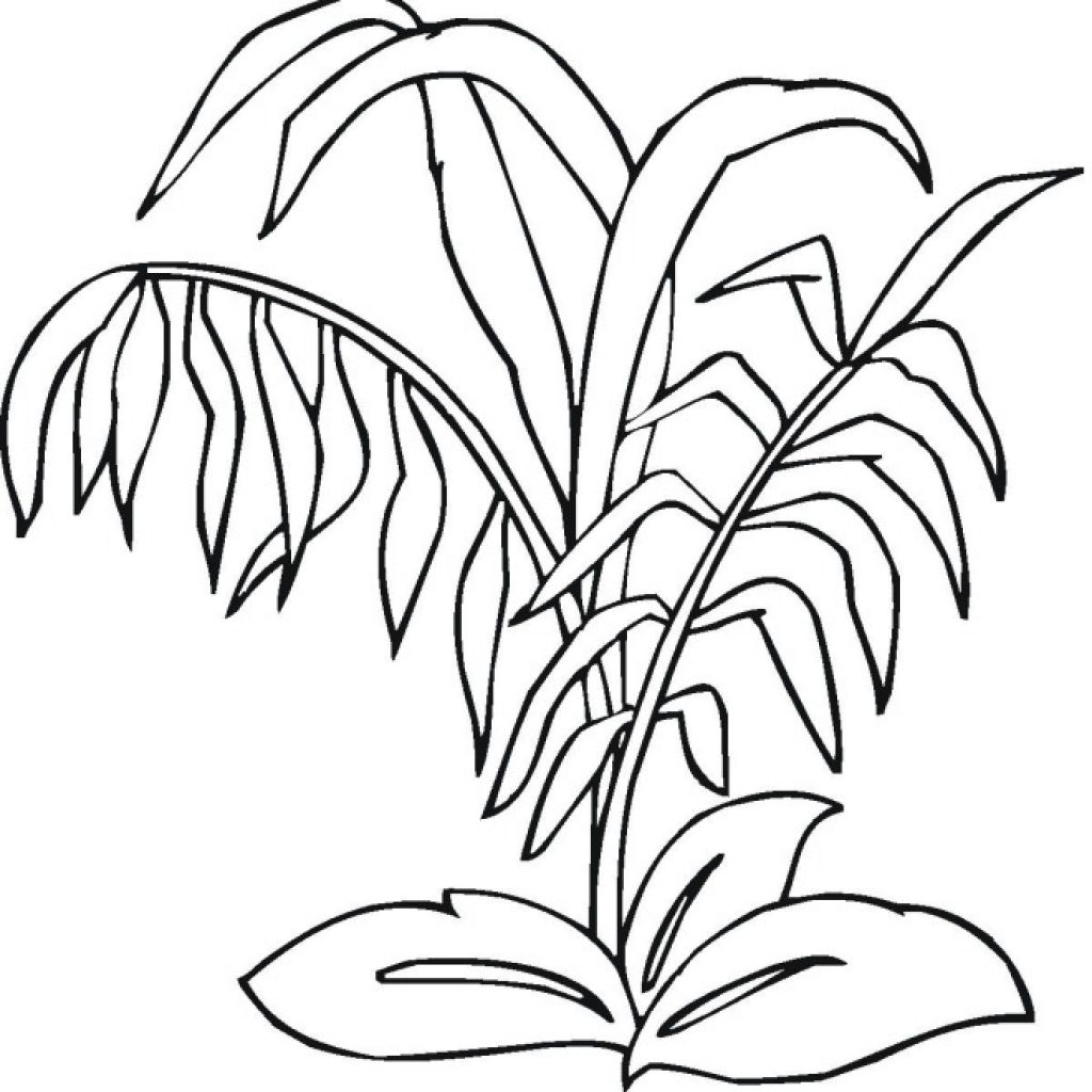 Inspiring Rainforest Plants And Coloring Pages Inside Image 1024x1024 Inspiring Rainforest Plants And Coloring Pages Inside Image