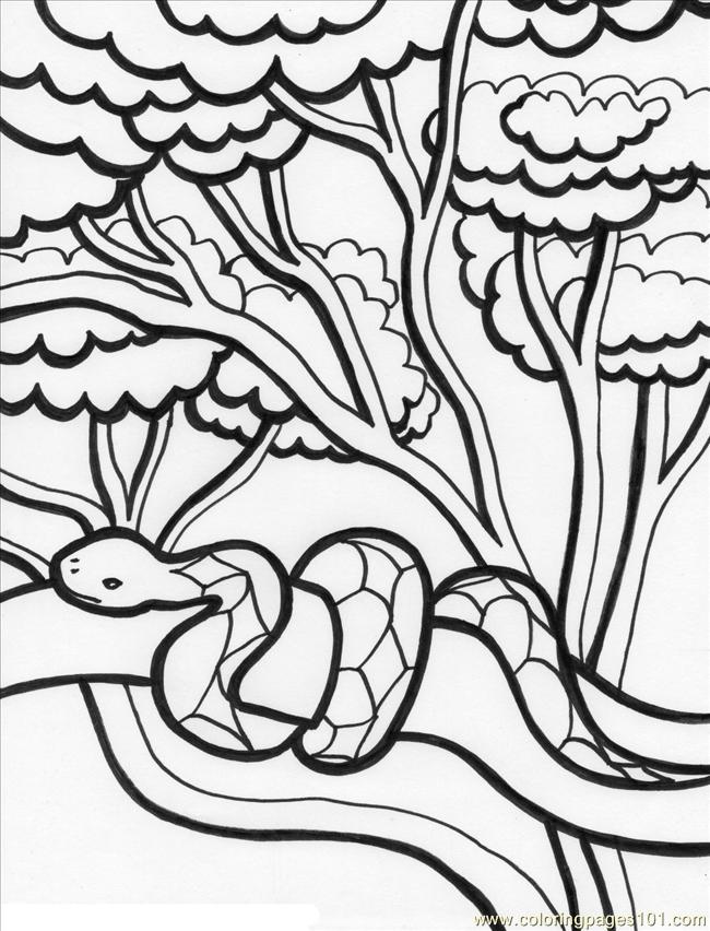 650x852 Rainforest%2b2 Coloring Page