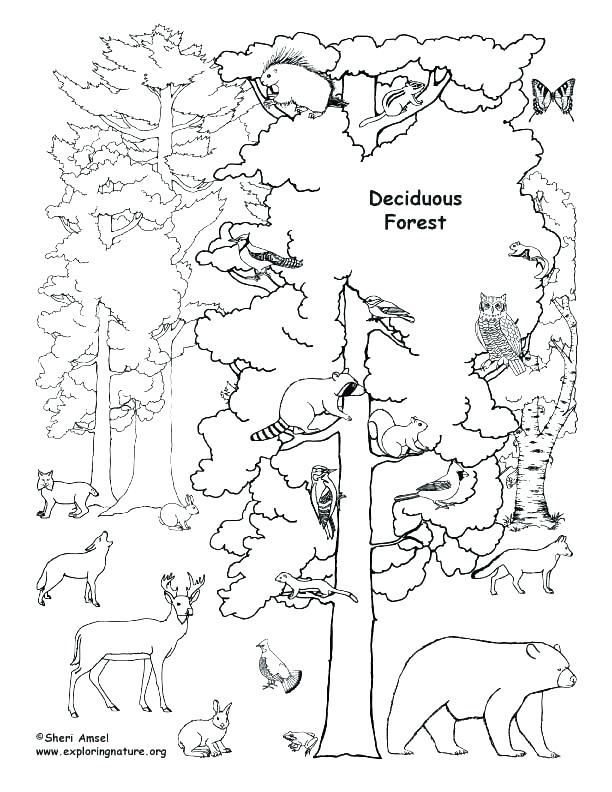 612x792 Rainforest Coloring Pages Related Post Tropical Rainforest