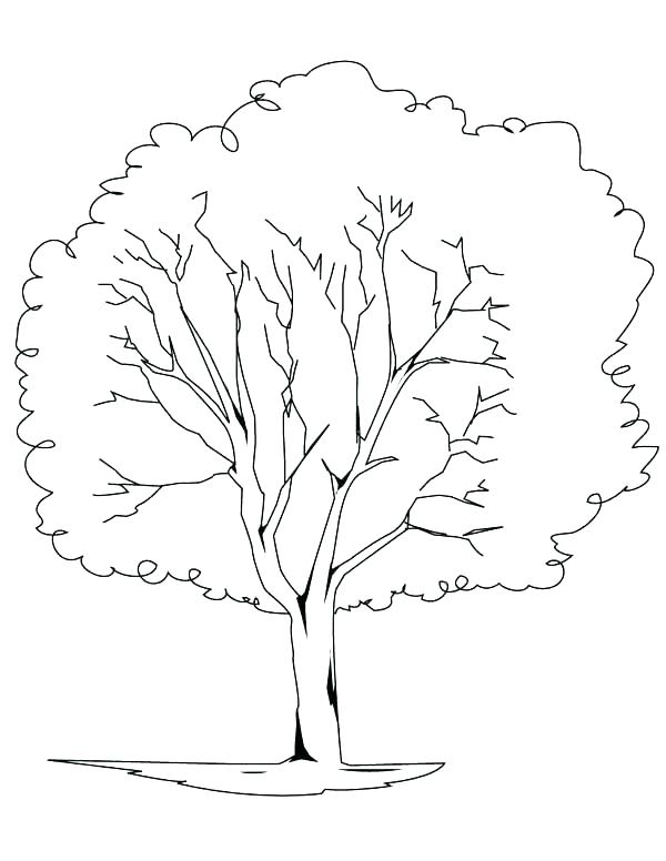 Rainforest Trees Coloring Pages at GetColorings.com | Free printable ...