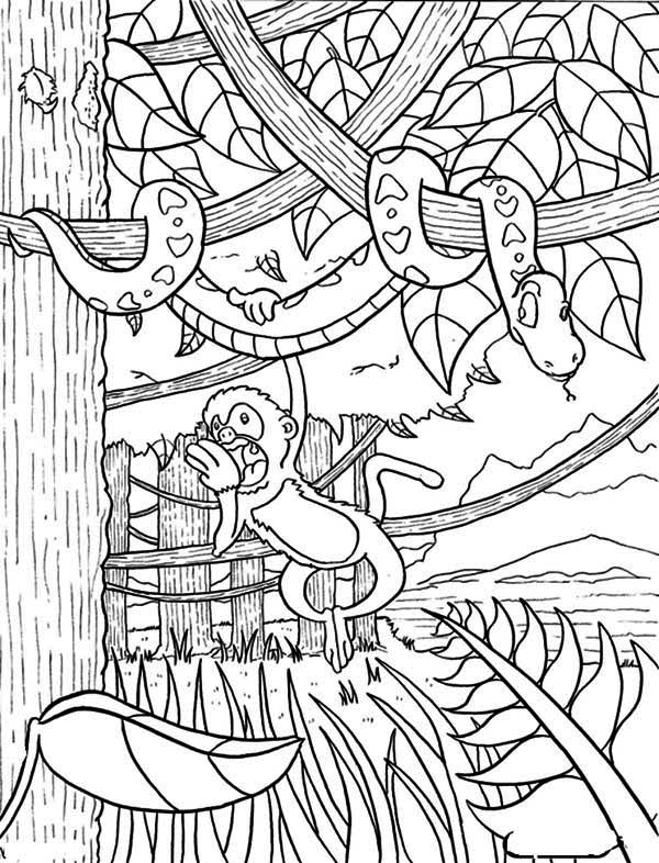 600x786 Sweet Looking Amazon Rainforest Coloring Pages Animals Printable