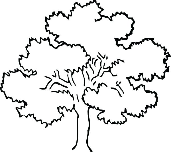 600x533 Trees Coloring Pages Coloring Pages Of A Tree Free Printable Tree