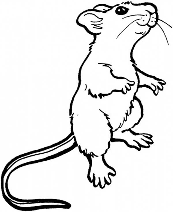 600x734 Mouse And Rat Smelling Food In Distance Coloring Pages Bulk Color