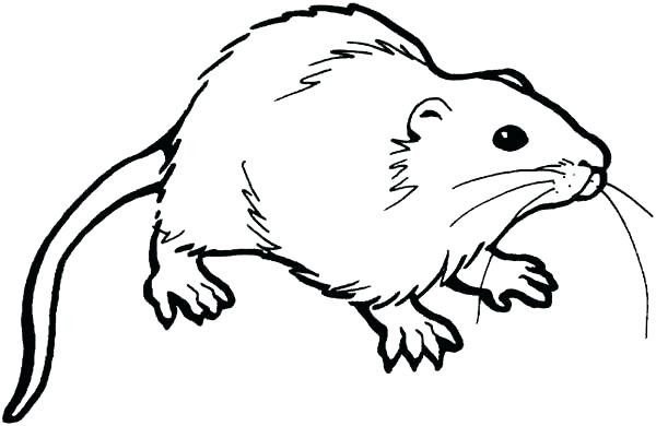 600x390 Rat 4 Coloring Page Free Printable Pages Entrancing Wagashiya