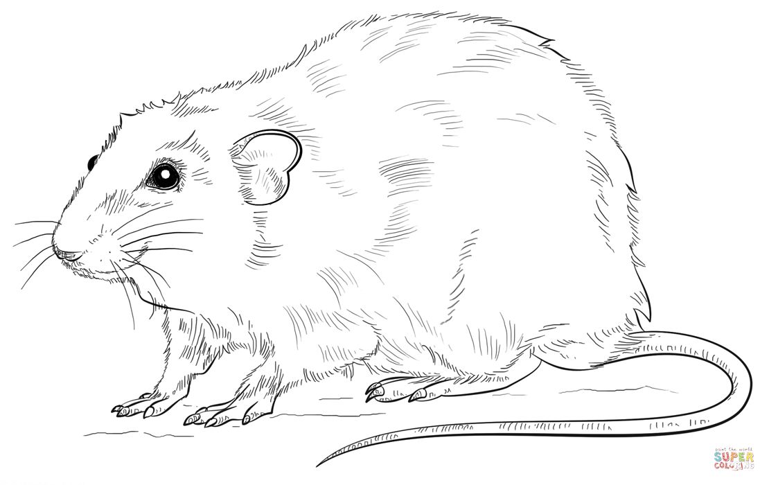 1110x700 Rat Coloring Pages