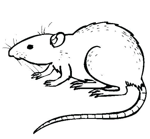 505x470 Rat Coloring Pages Mouse And Rat Is Smiling Coloring Pages Rat
