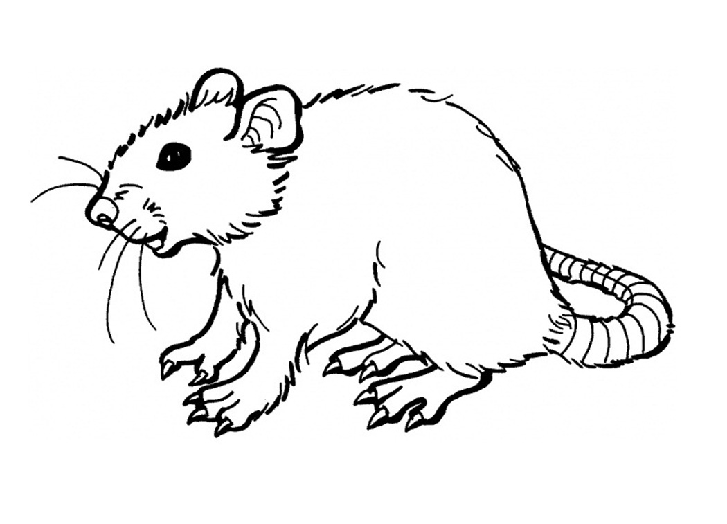 1050x757 Free Printable Rat Coloring Pages For Kids