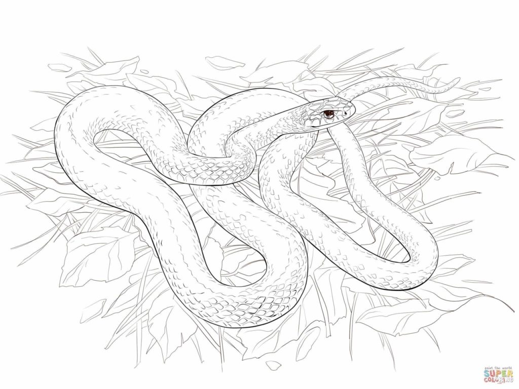 1024x768 Rattlesnake Coloring Page Snake Coloring Pages Rattle Snake Coral